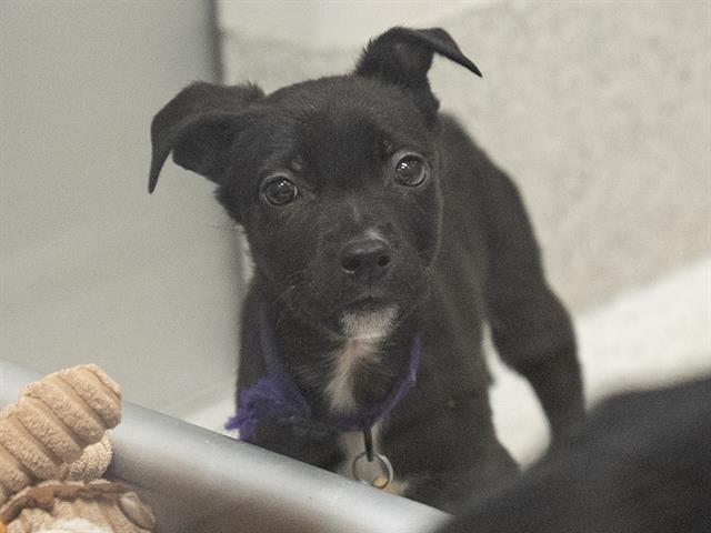 Blake - Male - Pit Bull