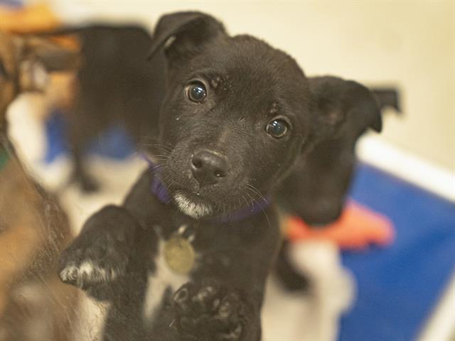 Jake - Male - Pit Bull