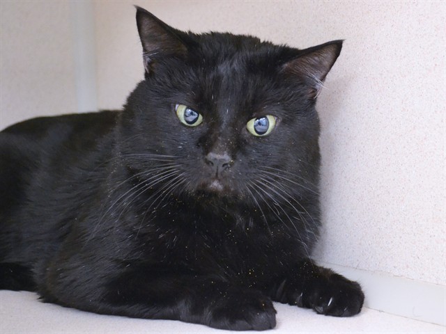 Lorax - Male - Domestic SH