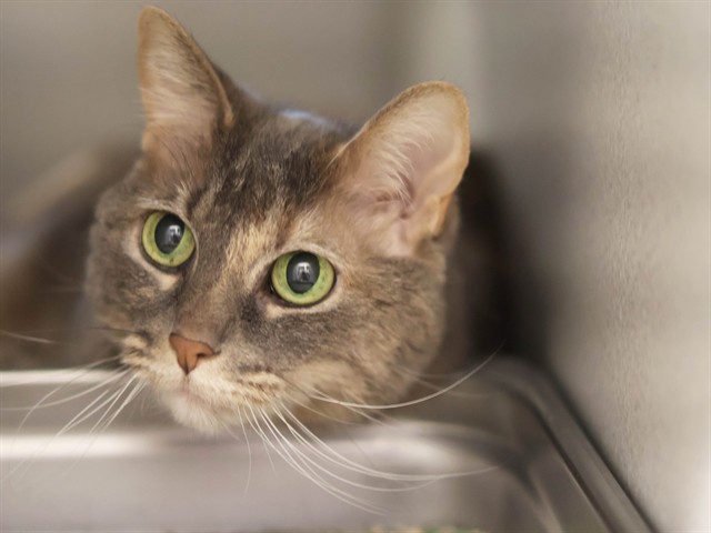 Smokey - Female - Domestic SH