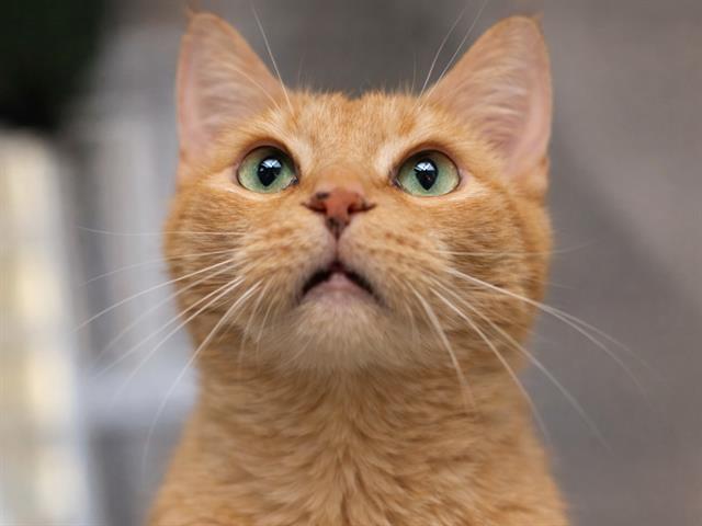 Nyla - Female - Domestic SH