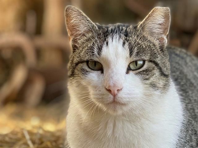  - Male - Domestic SH