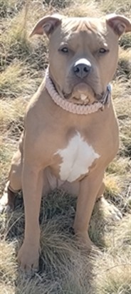 Blodie - Female - Am Bulldog