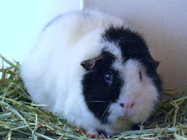 Oreo - Female - Guinea Pig