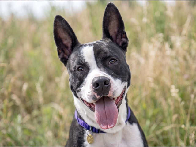 Pachuco - Male - Pit Bull-Mix
