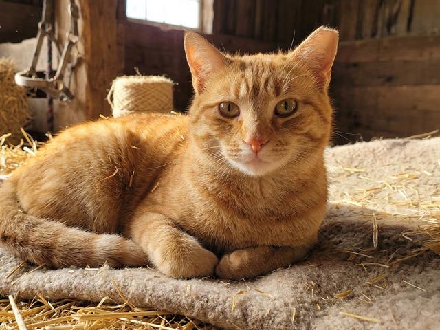 Caterpillar - Male - Domestic SH