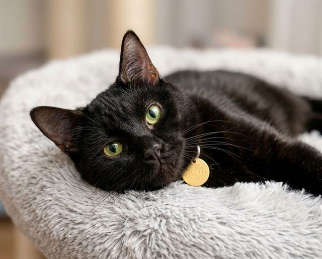  - Male - Domestic SH