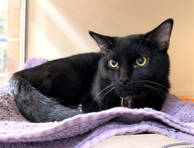  - Male - Domestic SH