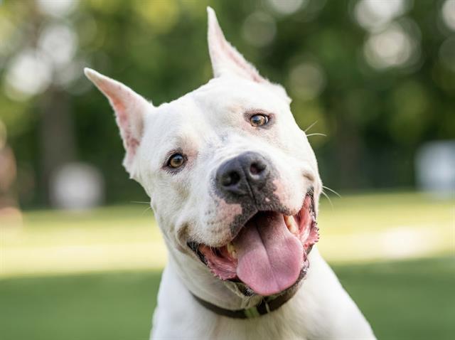 Perseus - Male - Dogo Argentino