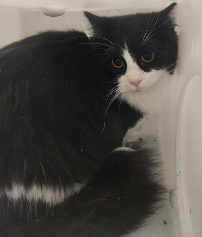  - Female - Domestic MH