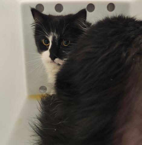  - Male - Domestic MH