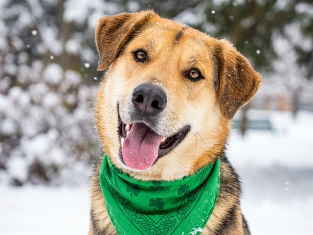 Thor - Male - German Shepherd-Siberian Husky