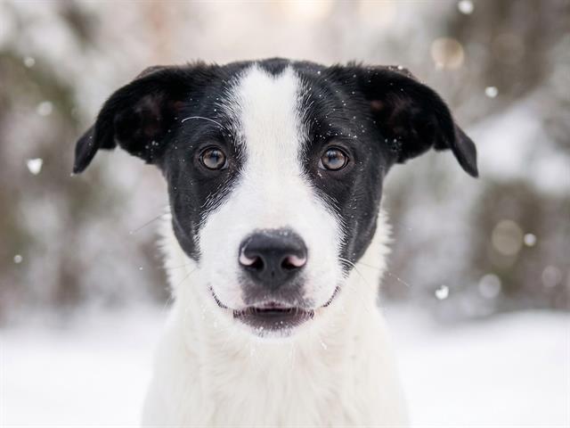 Eeyore - Male - Boxer-Siberian Husky