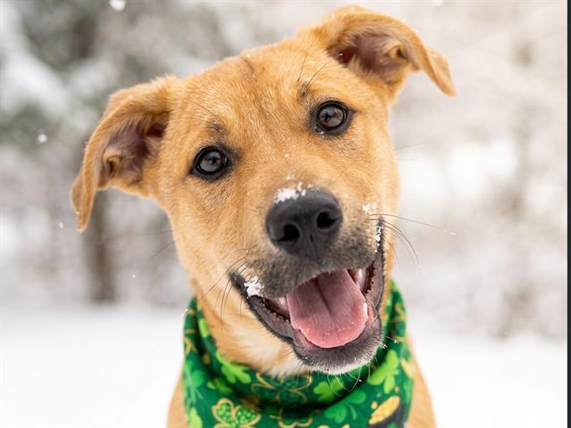 Oakley - Female - Boxer-Siberian Husky