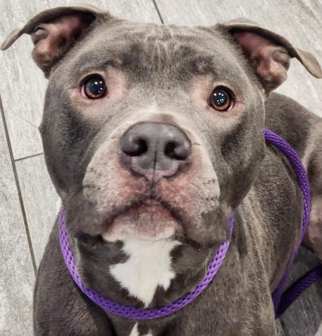 Chino - Male - Pit Bull-Mix