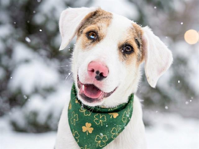 Willow - Female - Nonspecific