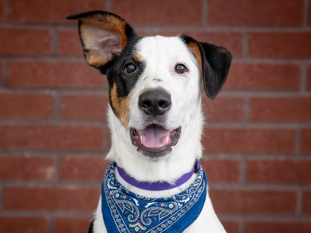 Conifer - Male - Nonspecific