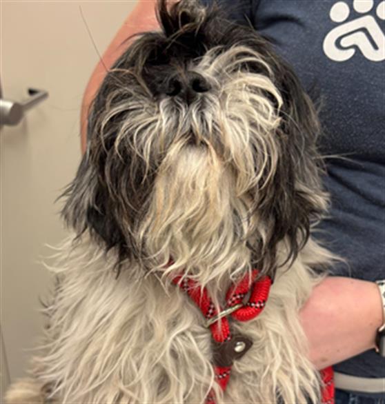  - Male - Shih Tzu