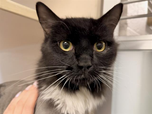 Boo - Male - Domestic LH