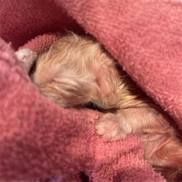  - Female - Domestic SH