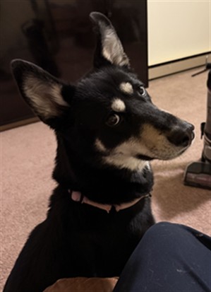 Sadie - Female - Siberian Husky-Mix