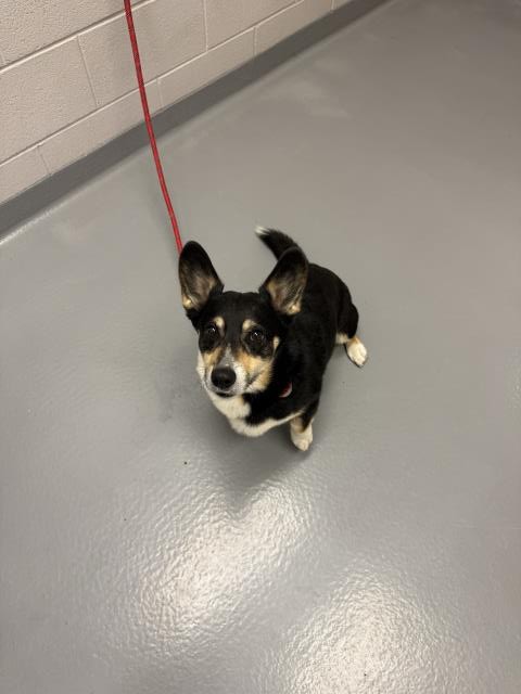  - Male - Cardigan Welsh Corgi-Mix