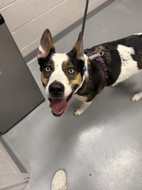 Oogie - Male - Siberian Husky-Mix