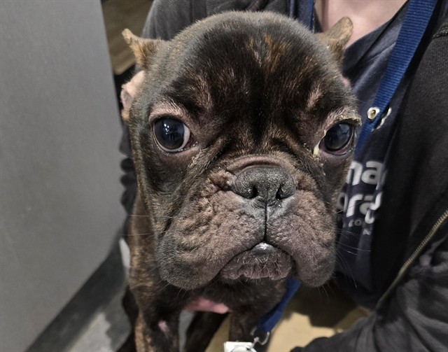 Reggie - Male - French Bulldog