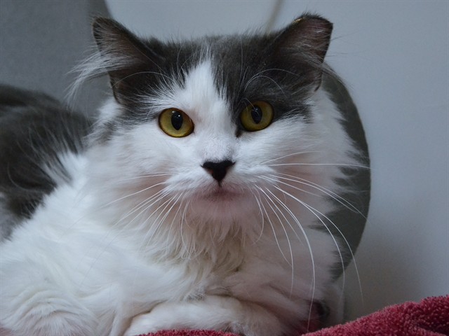 Svetlana - Female - Domestic LH