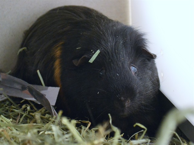 Clyde - Male - Guinea Pig
