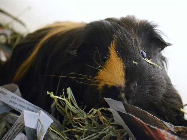 Bonnie - Male - Guinea Pig
