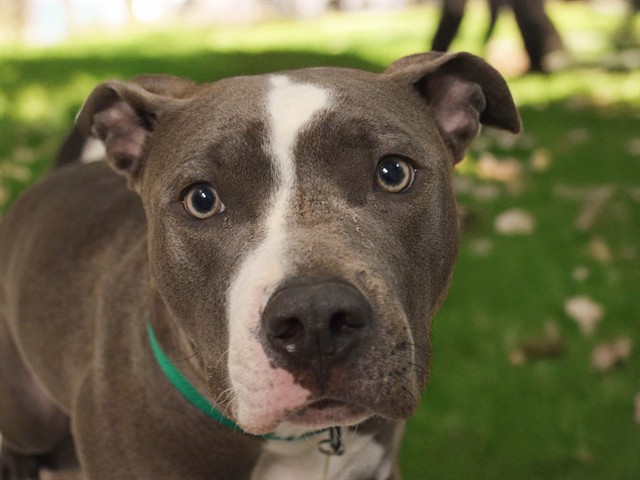Roxy - Female - Pit Bull-Mix