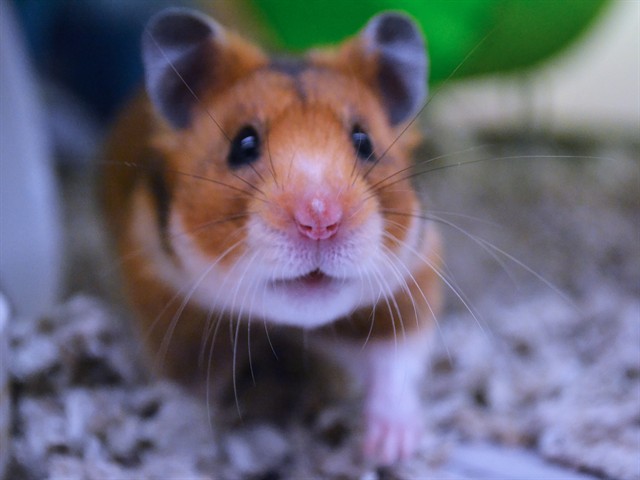 Kipeo - Female - Teddy Bear