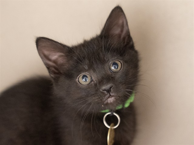 Wraith - Female - Domestic SH