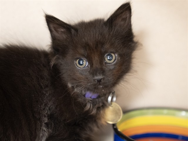 Void - Male - Domestic SH