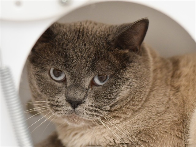 Cerulean - Male - Domestic SH