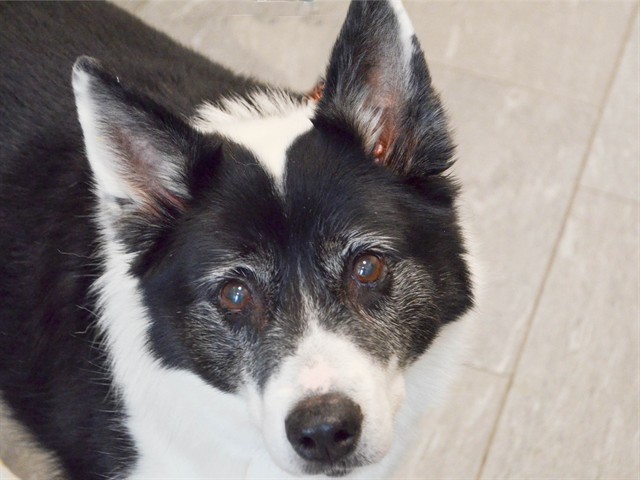 Deogee - Male - Border Collie