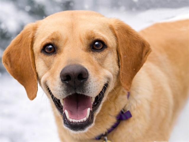 Yukon - Male - Labrador Retriever-Mix