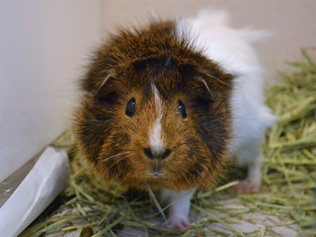 Max - Male - Guinea Pig