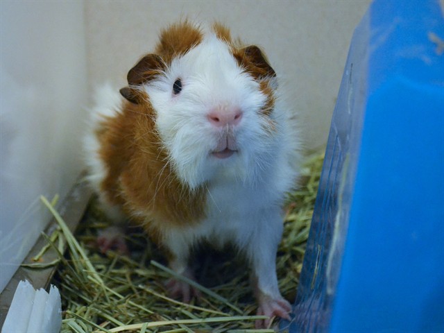 Jasper - Male - Guinea Pig