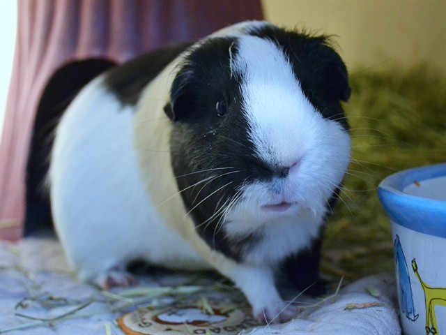 Paco - Male - Guinea Pig
