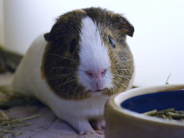 Alex - Male - Guinea Pig