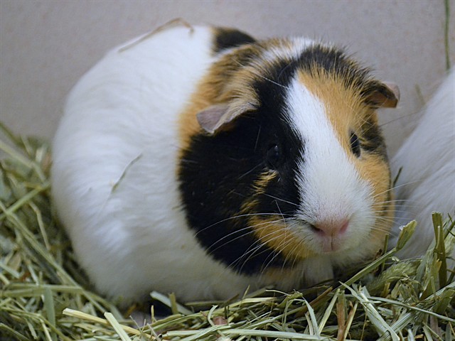 Nena - Female - Guinea Pig