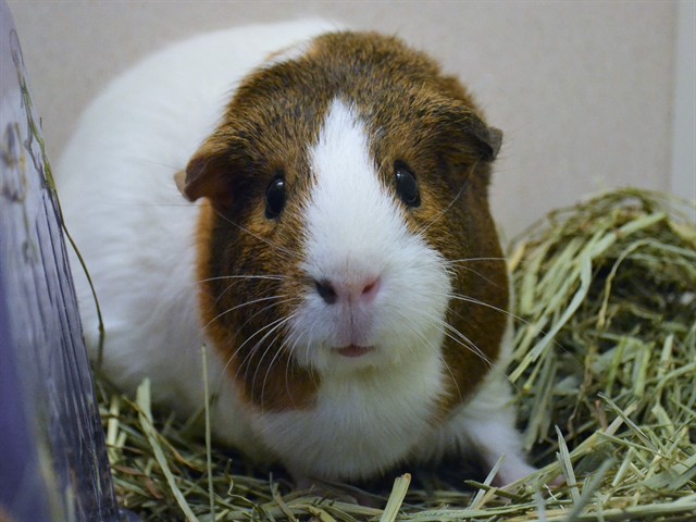 Daca - Female - Guinea Pig