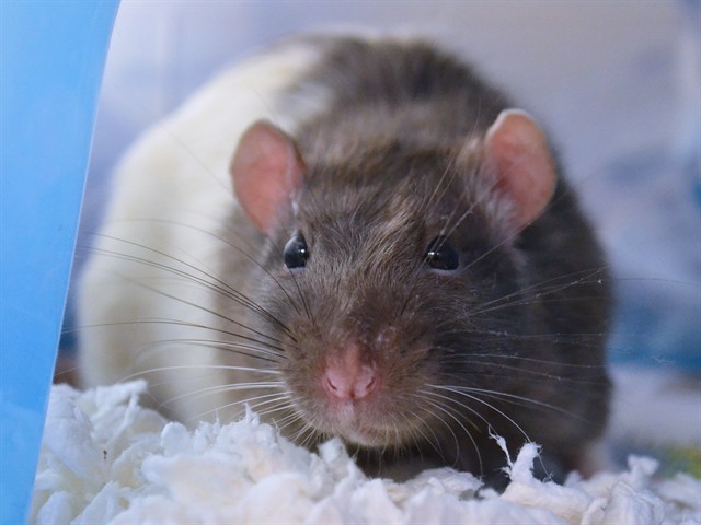 Ravioli - Female - Rat