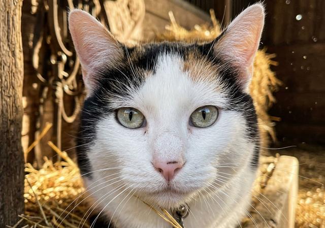 Soybean - Female - Domestic SH