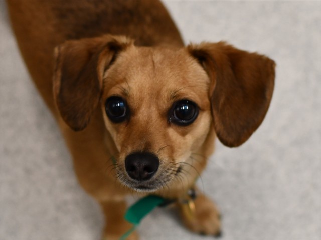 Sinamin Winapeg Honi - Female - Chihuahua-Mix