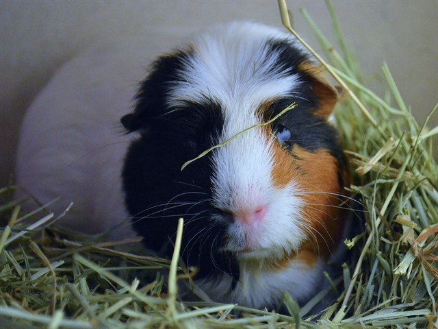Howard - Male - Guinea Pig