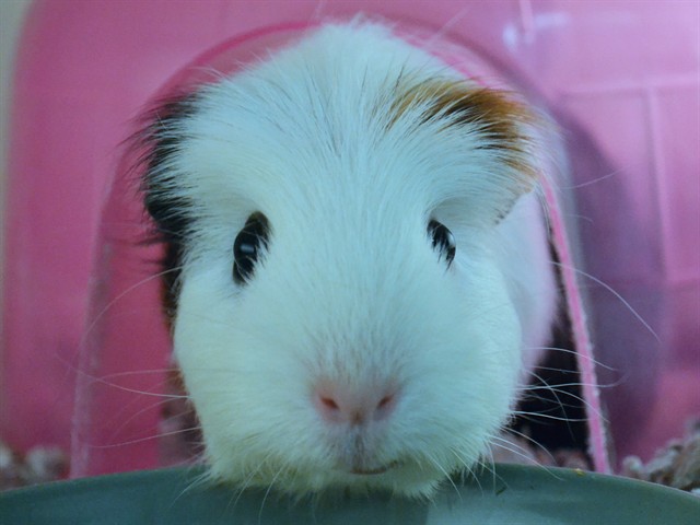 Paisley - Female - Guinea Pig