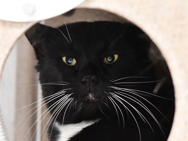 Orca - Male - Domestic SH